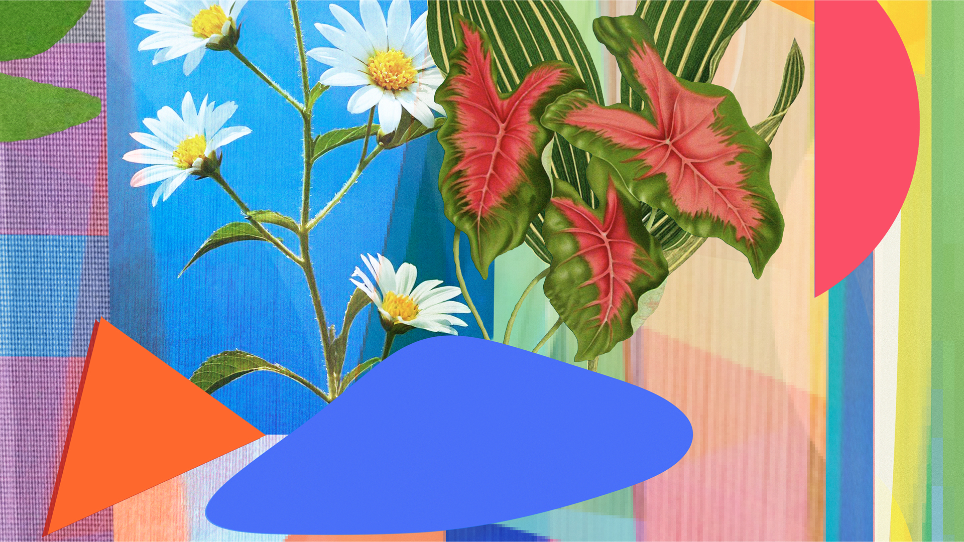 VIDA Detail